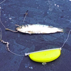 Mooching setup for saltwater king salmon fishing Mooching setup for saltwater king salmon fishing