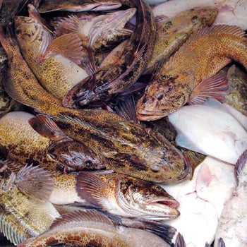 lingcod and halibut taken on a charter fishing trip out of Seward, Alaska