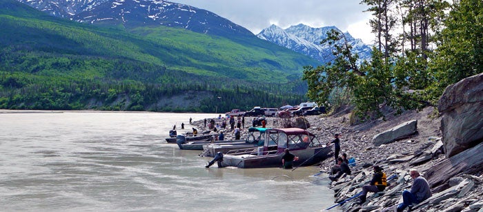 Copper River Salmon Run Chart