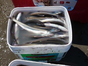 A bucket full of hooligan from Alaska's Twentymile River