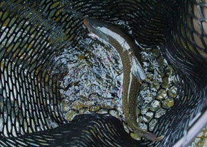 dolly-varden-in-net