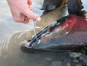 Releasing a fly-caught silver Pre-spawning silver caught on fly tackle in a south-central Alaska stream