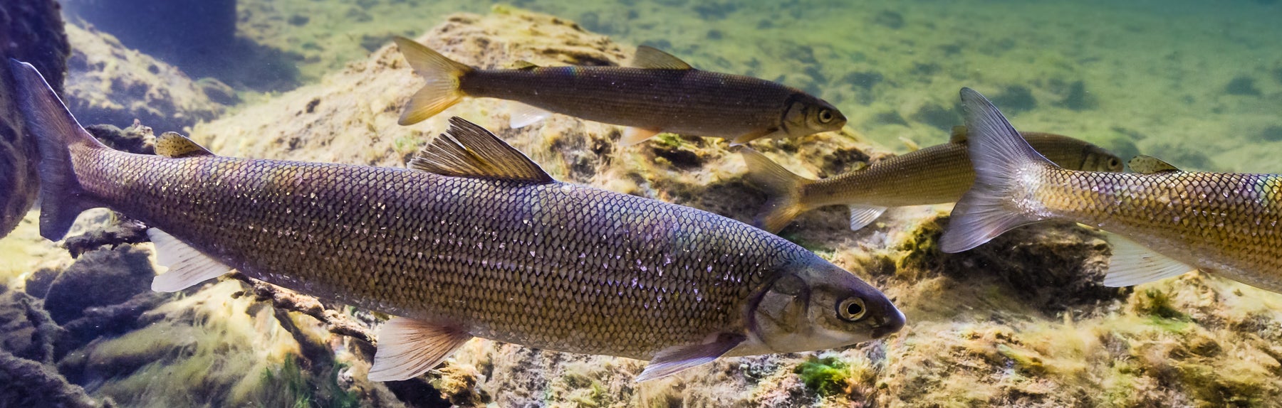 1800x574-0271.jpg
