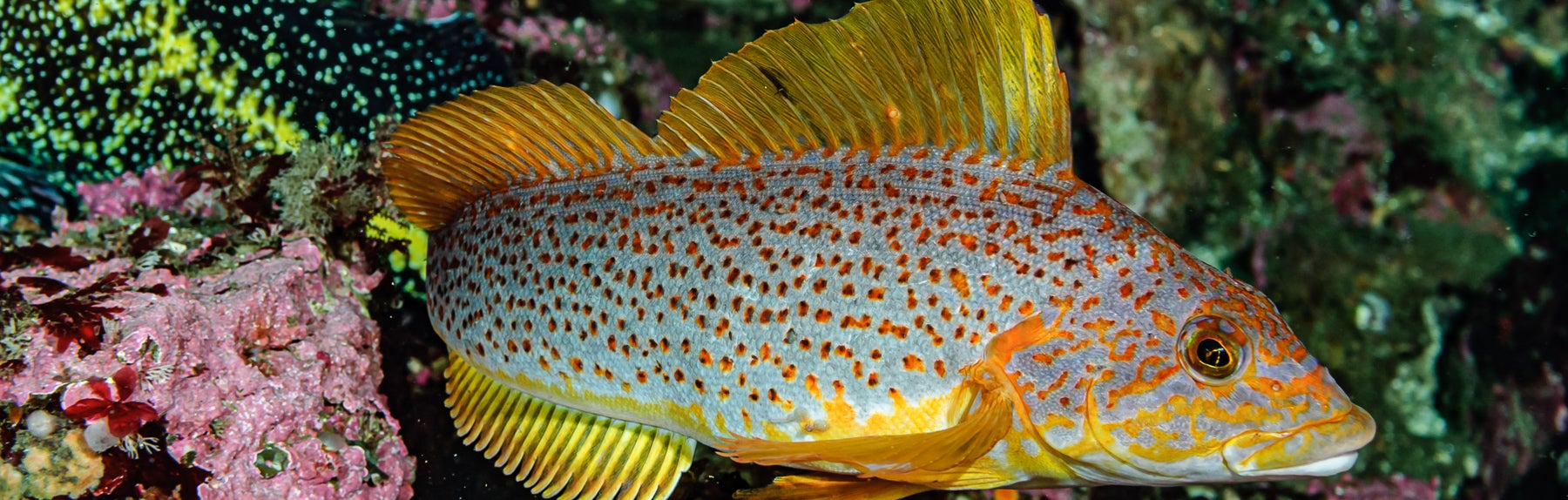 1800x574-111654.jpg