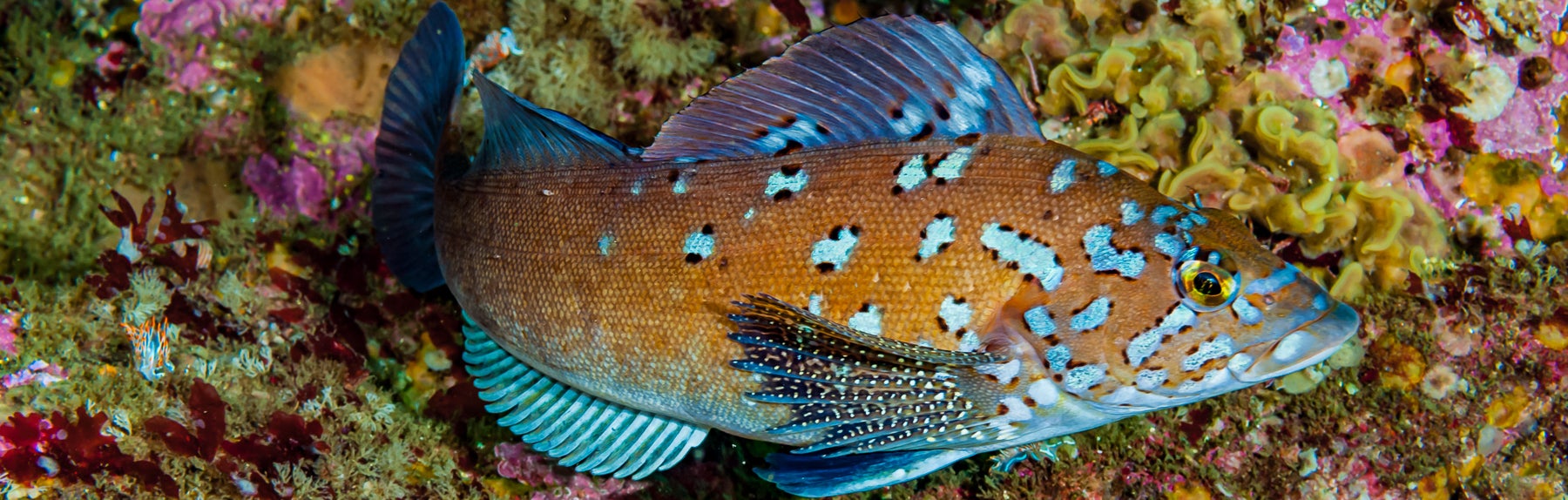 1800x574-112102.jpg