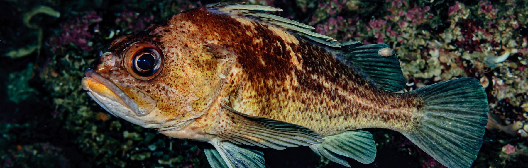 1800x574-122131.jpg
