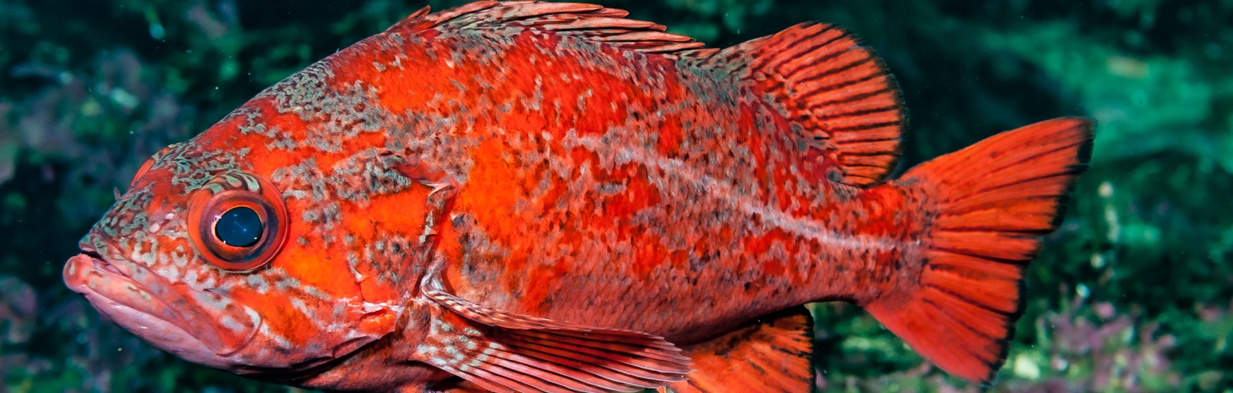 1800x574-123024.jpg