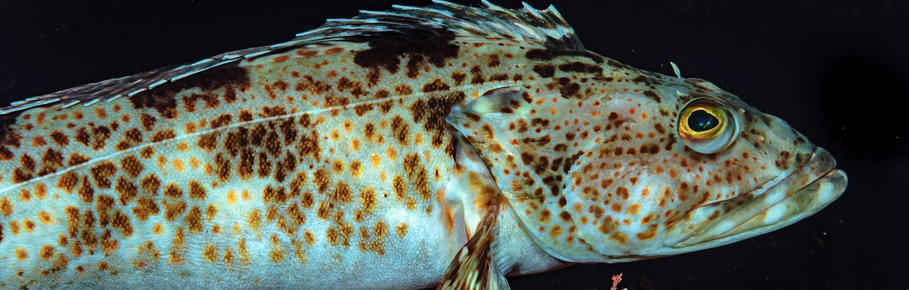 1800x574-124043.jpg