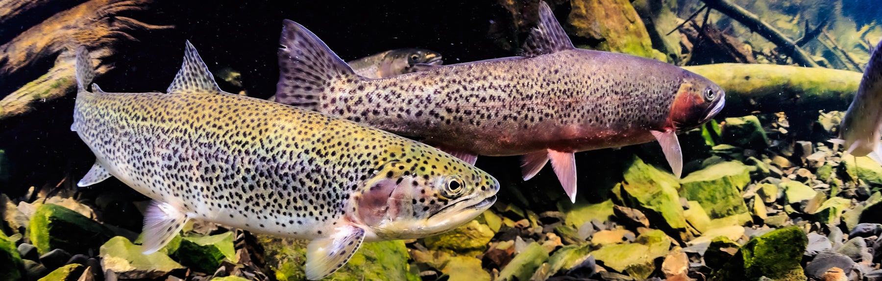 1800x574-1261.jpg