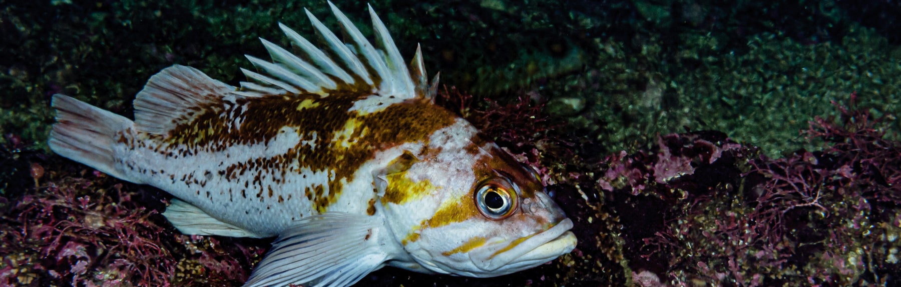 1800x574-153916.jpg