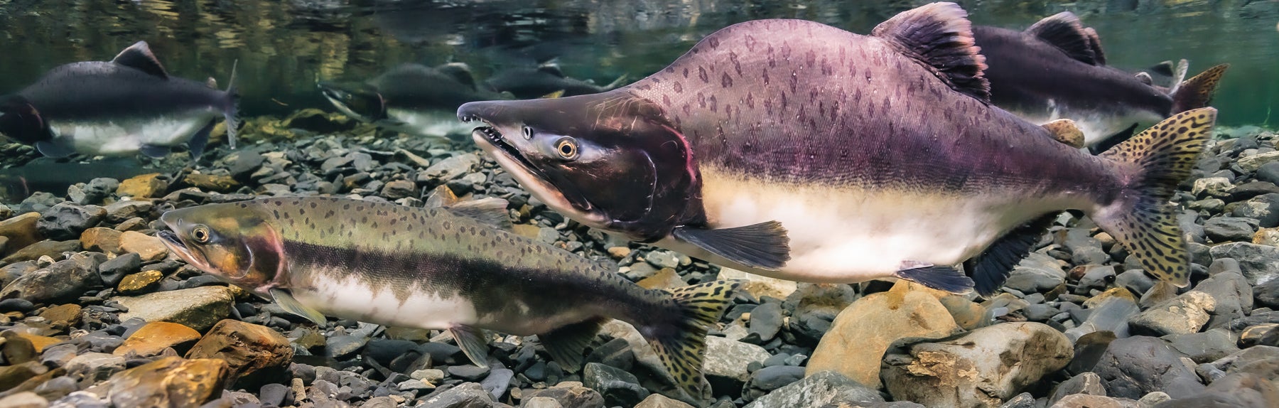 1800x574-2230.jpg