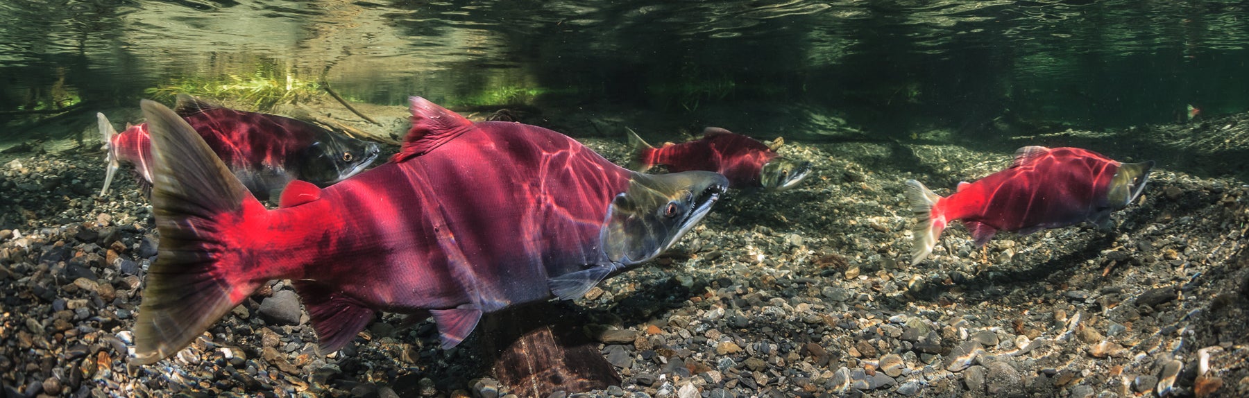 1800x574-3261.jpg