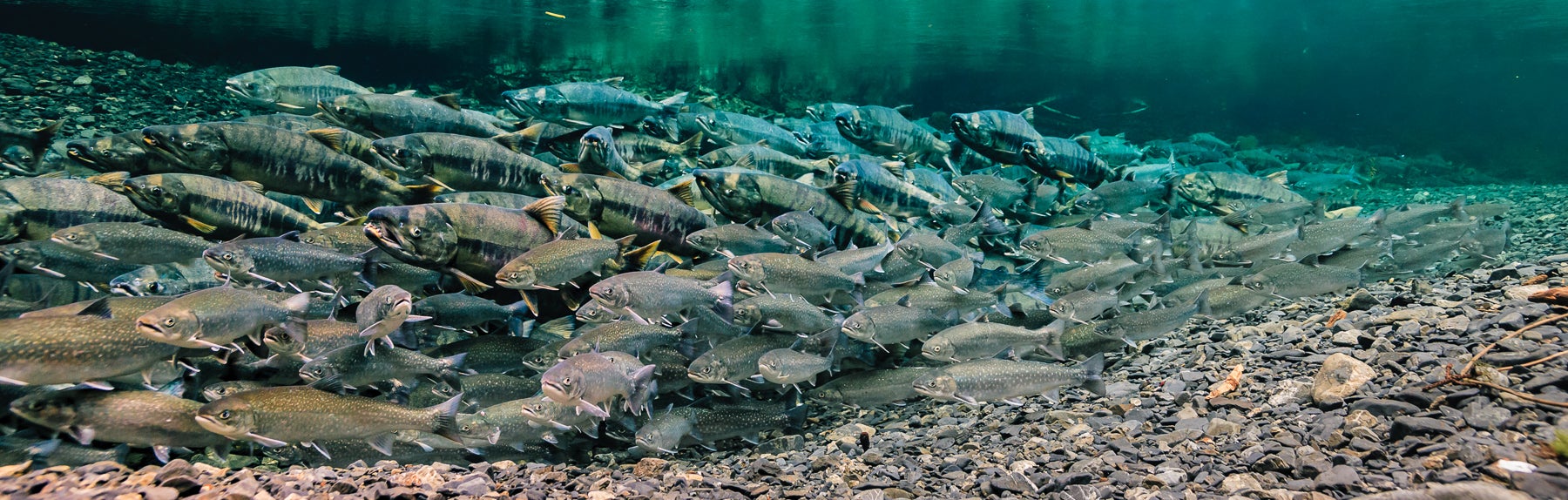 1800x574-4249.jpg