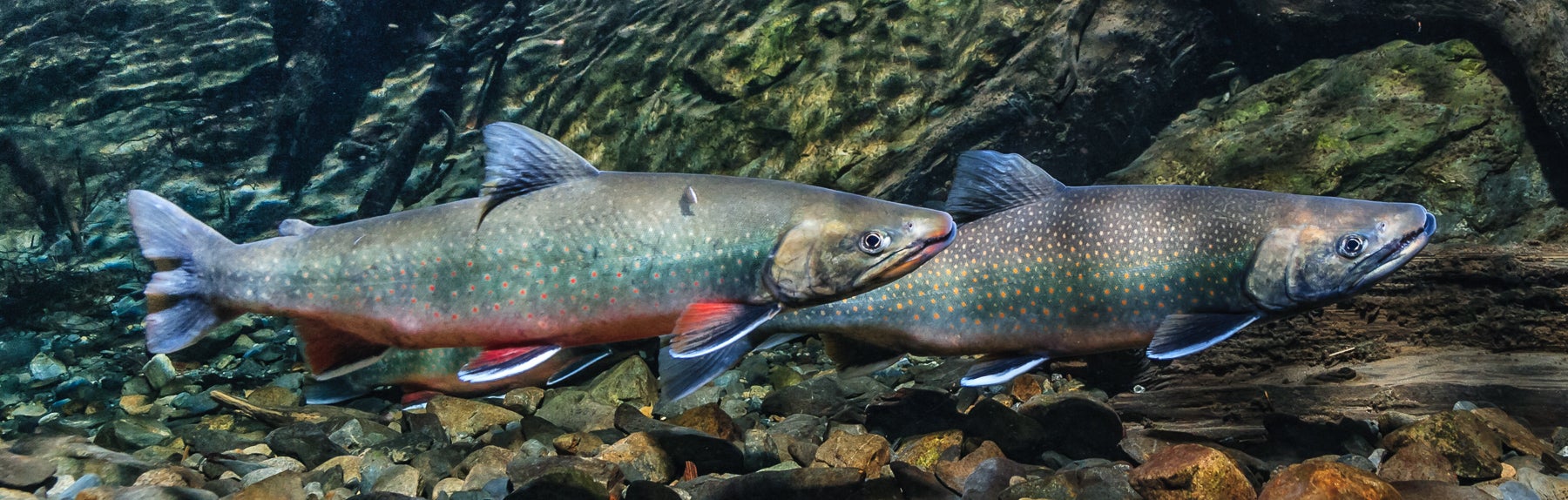 1800x574-4303.jpg