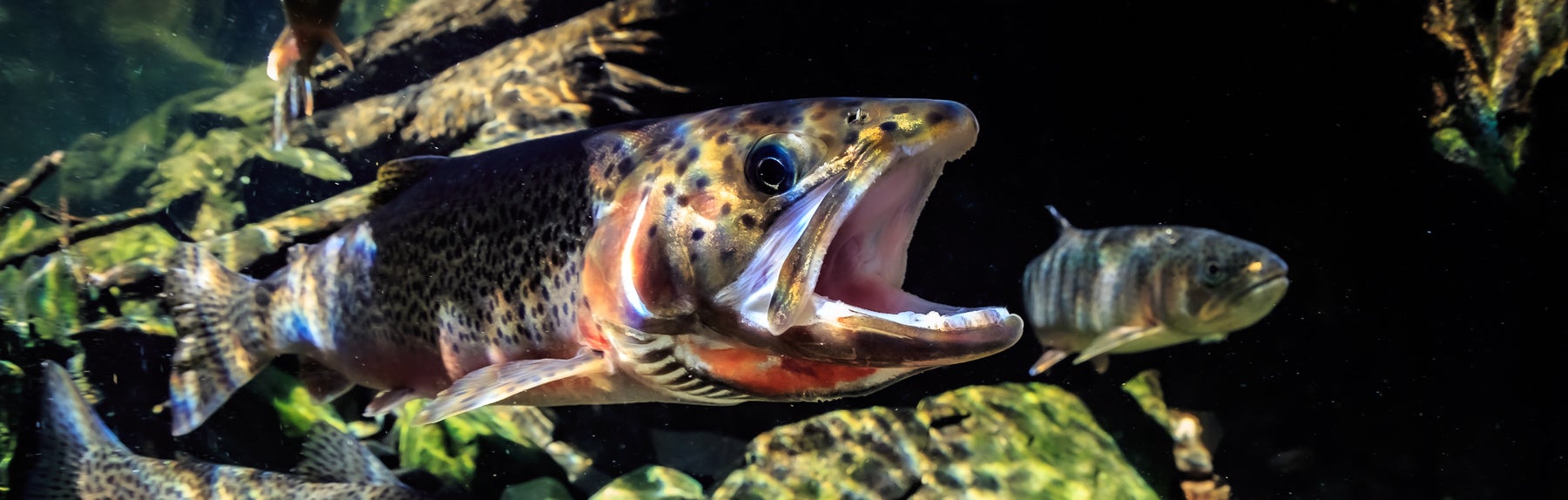 1800x574-5123.jpg